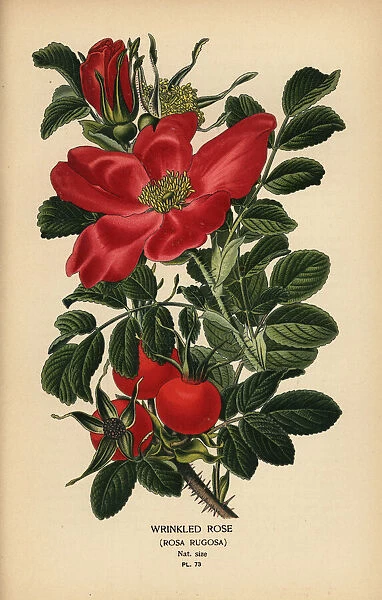 Wrinkled rose, Rosa rugosa