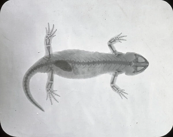 X-Ray - Salamander