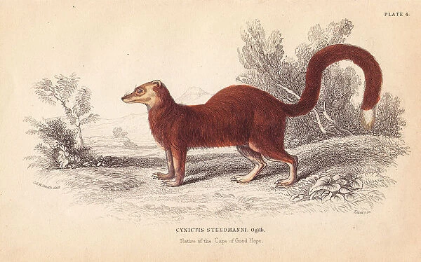 Yellow mongoose, Cynictis penicillata (Cynictis steedmanni)