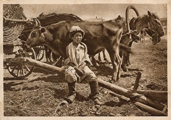 Young Uzbek famers son with wagons, ox and horses