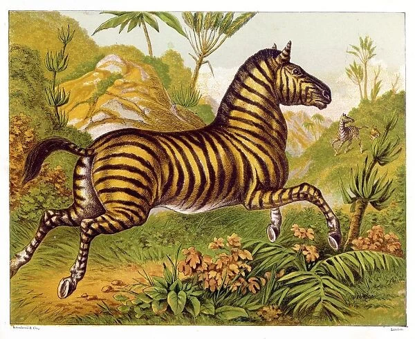 Zebra (Kronheim)