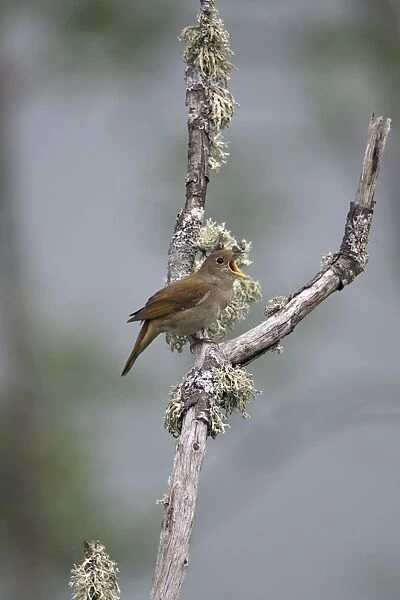 Adult Nightingale singing on territory