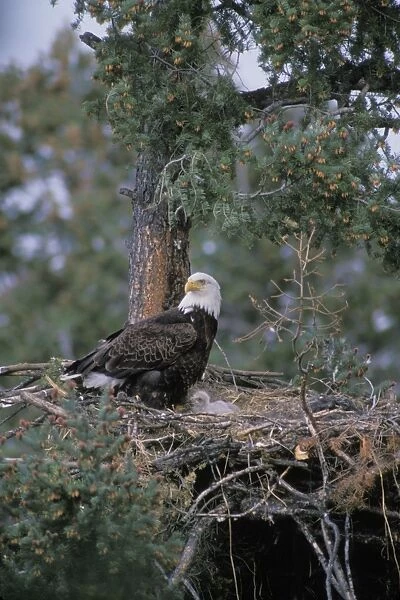 Bald eagle - At nest with young eaglets May Western N. A