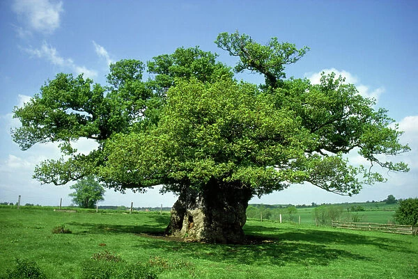 Bowthorpe Oak - Oak with greatest girth in UK Bourne, Lincolnshire, UK