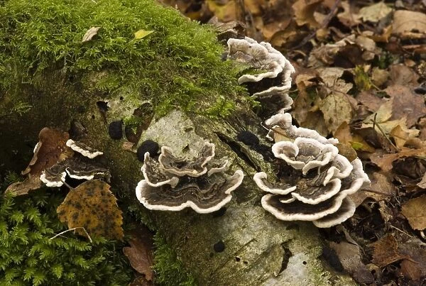 Bracket Fungus Many-zoned polypore - This is a very variable species and there are several forms. Habitat - on stumps and trunks of deciduous wood. Very common - not edible. October. The Roundshill Park Wood, Kent. UK