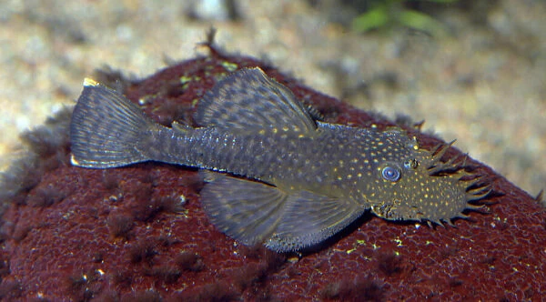 Bristle-nosed Catfish- freshwater, South America