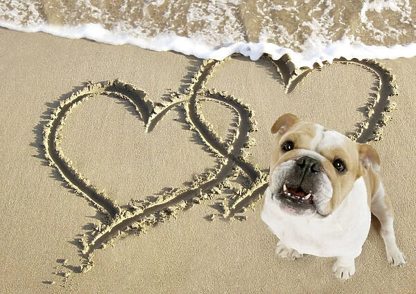 Bulldog on beach with heart draw in the sand