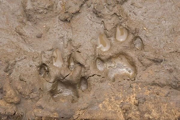 Cheetah - tracks in mud - Cheetah Conservation Fund - Namibia