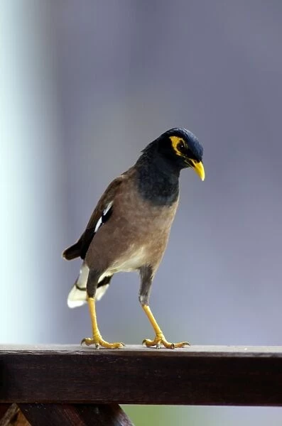 Common Myna (typical) - this curious bird boldly steals visitors food (including bread and pure butter) from tables on a terrace of a 'Bagus Place Retreat', a small resort on Tioman Island