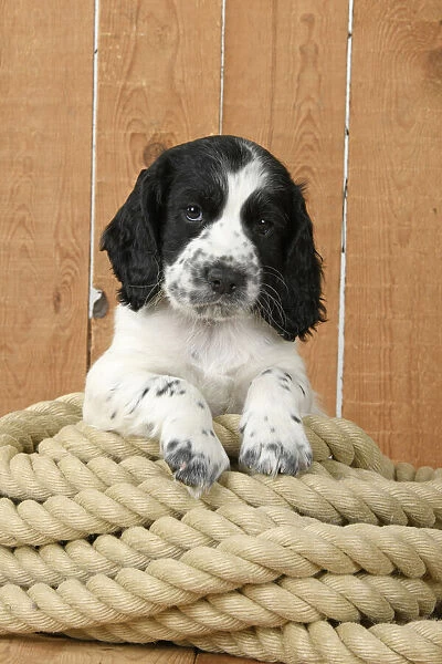 Dog. Cocker Spaniel puppy (7 weeks old ) Black & white, sitting  /  laying on a pile of rope