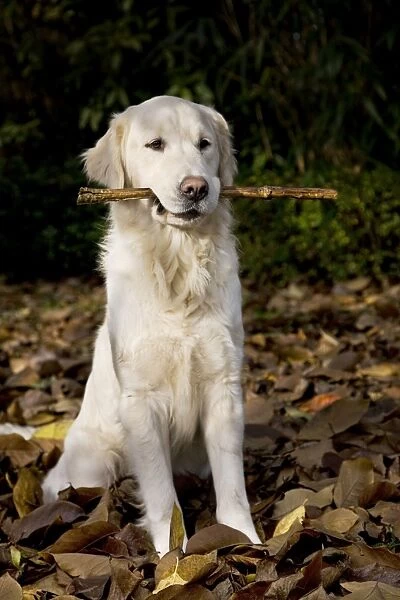 Dog - Golden Retriever sitting down in autumn leaves with stick in mouth