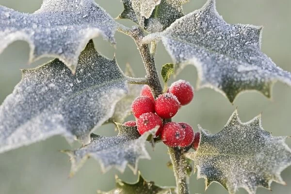Frost on Holly 003057