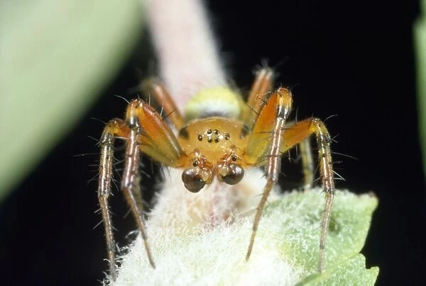 Green Spider - male showing palps - UK