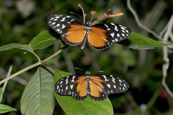 Hecales Longwing Butterfly courtship. Pungent odour given off from gland at tip of abdomen if disturbed. Larvae feed on Passifloraceae. Occurs in Central and South America from sea level to 1700m. The most widespread heliconian in Costa Rica