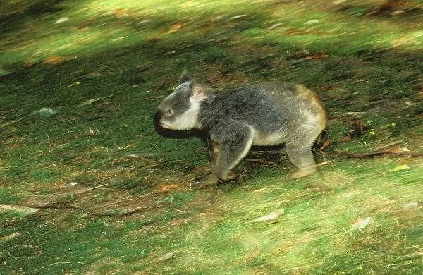 Koala - Running on ground - Australia JPF29918