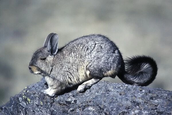 Mountain Viscacha Range: Altiplano (Highlands) of Southern Peru, Bolivia, Chile and Argentina Photographed at 4000 m elevation in southern Peru AG917