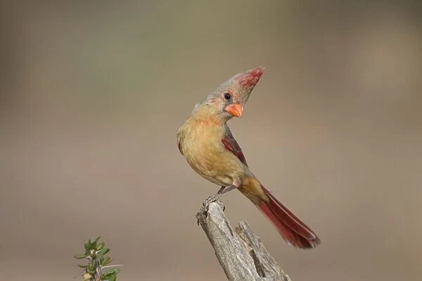 Northern Cardinal - immature male - March in southeast Arizona - USA