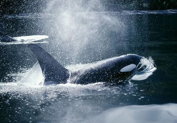 Orca  /  Killer Whales - Coming out of water