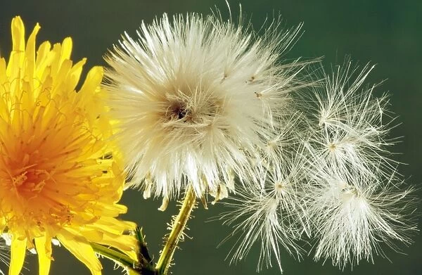 Perennial Sow-Thistle - in flower with seed heads