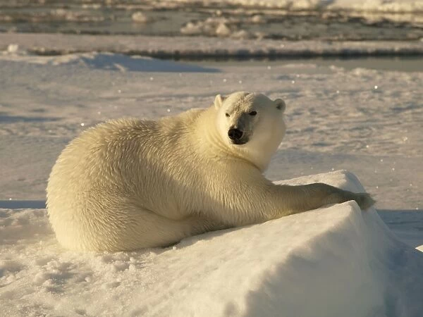 Polar bear - female resting on pack ice - Svalbard - Norway