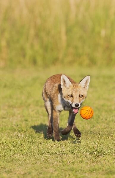 Red Fox - cub running after ball - controlled conditions 14322