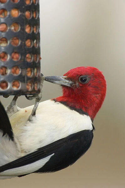 Red-headed Woodpecker - Eating seeds at a bird feeder. Great Lakes Region, Ontario, Canada _TPL7168