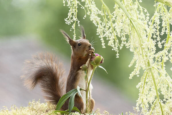 red squirrel holding an Peony bud under rhubarb flowers