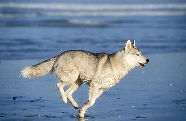 Siberian Husky Dog Running along beach