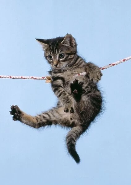 Tabby Cat Kitten hanging from washing line