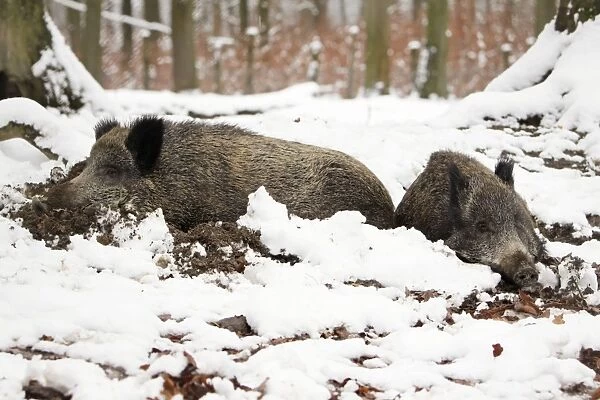Wild Boar - 2 animals resting in self-made nest, in snow, Lower Saxony, Germany