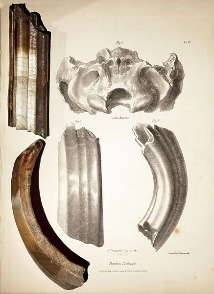 1838 Toxodon teeth from Darwin b