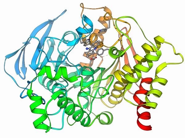 Acetylcholinesterase molecule F006  /  9226
