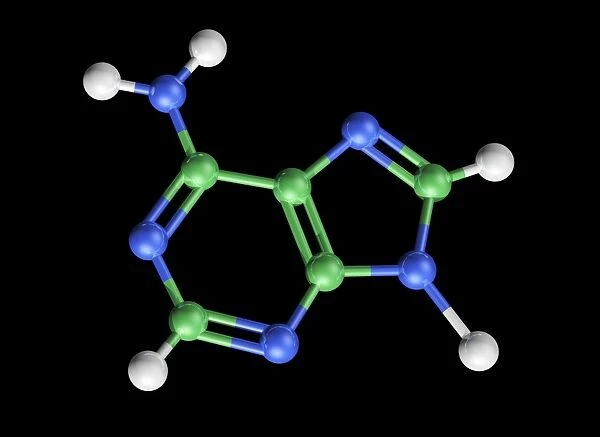 Adenine molecule, artwork C017  /  7200