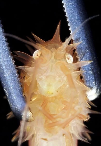 Amphipod crustacean