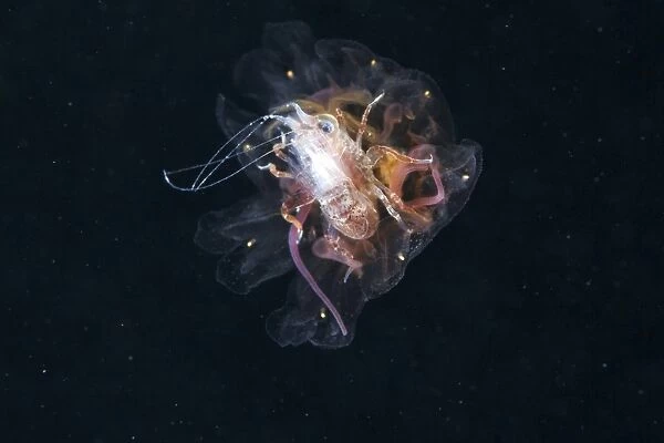 Amphipod inside a lions mane jellyfish
