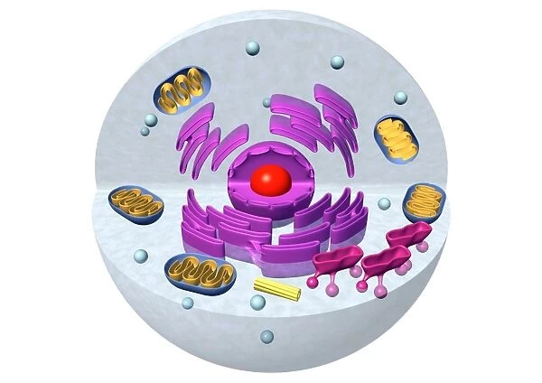 Animal cell structure, computer artwork