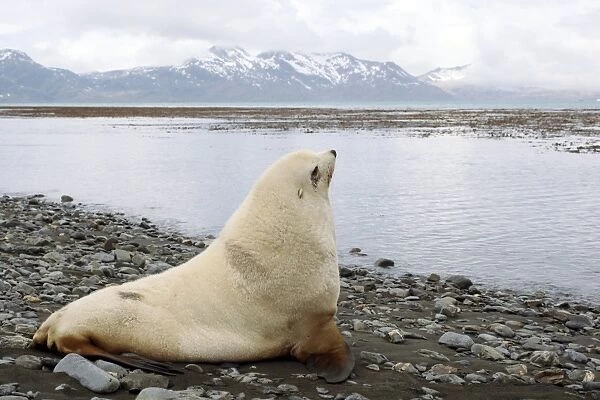 Antarctic fur seal blonde male