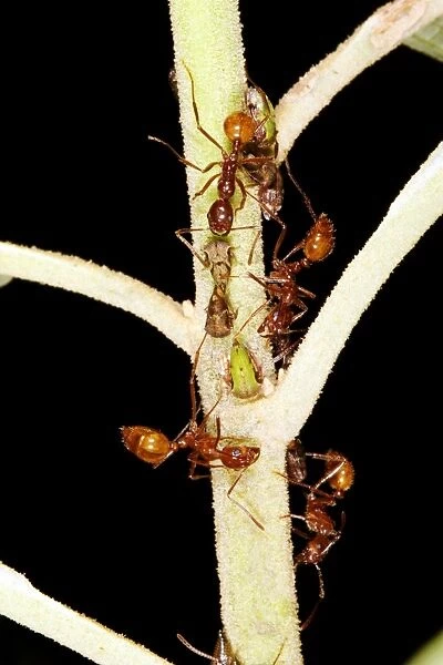 Ants harvesting treehopper honeydew