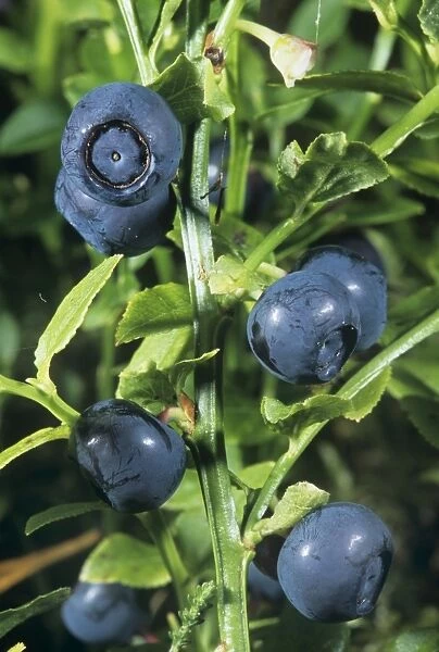 Bilberries (Vaccinium myrtillus)