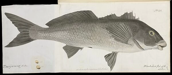 Black jewfish, 19th century artwork C016  /  6125