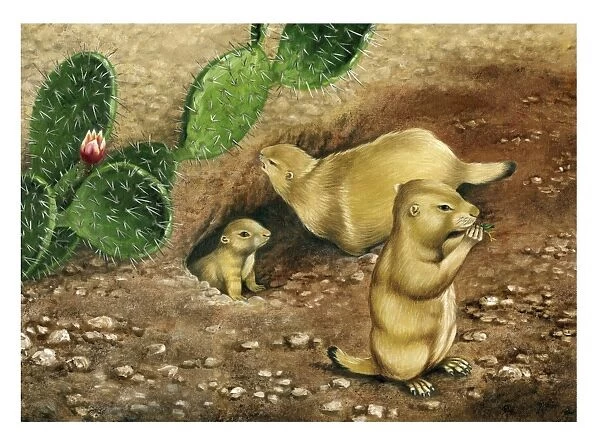 Black-tailed prairie dogs, artwork C016  /  3295