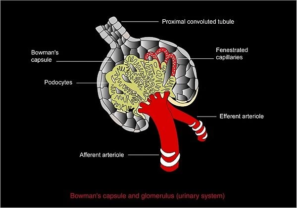 Bowmans capsule, diagram