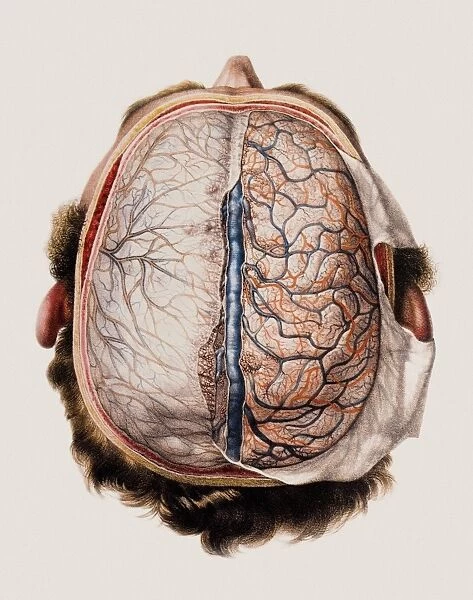 Brain meninges