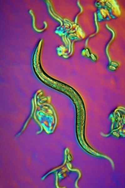 C. elegans worms, light micrograph