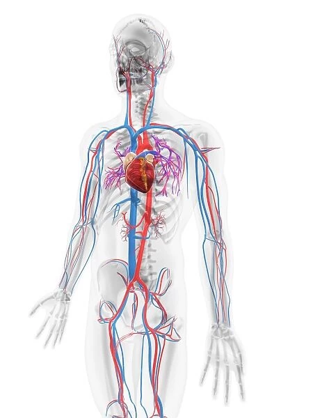 Cardiovascular system, artwork F006  /  2988