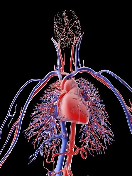 Cardiovascular system, artwork F006  /  4602