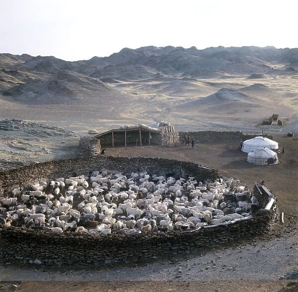 Cattle farm, Mongolia C013  /  5350