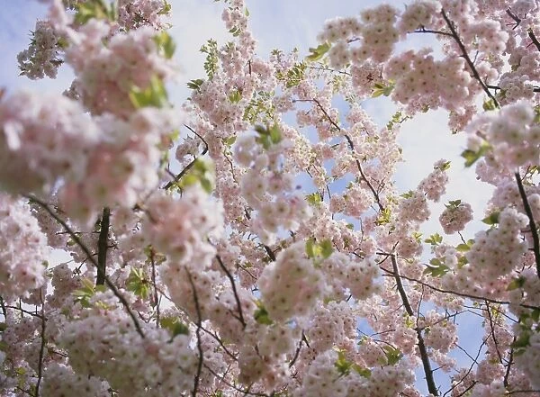 Cherry blossom (Prunus sp. )
