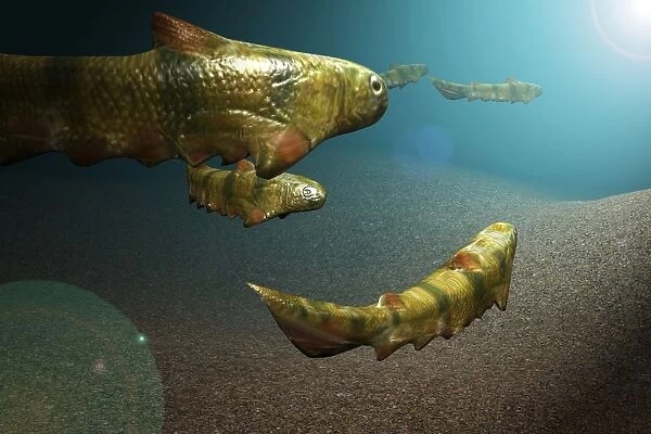 Climatius sp. prehistoric fish