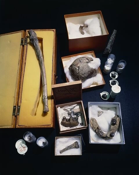 Collection of hominid remains
